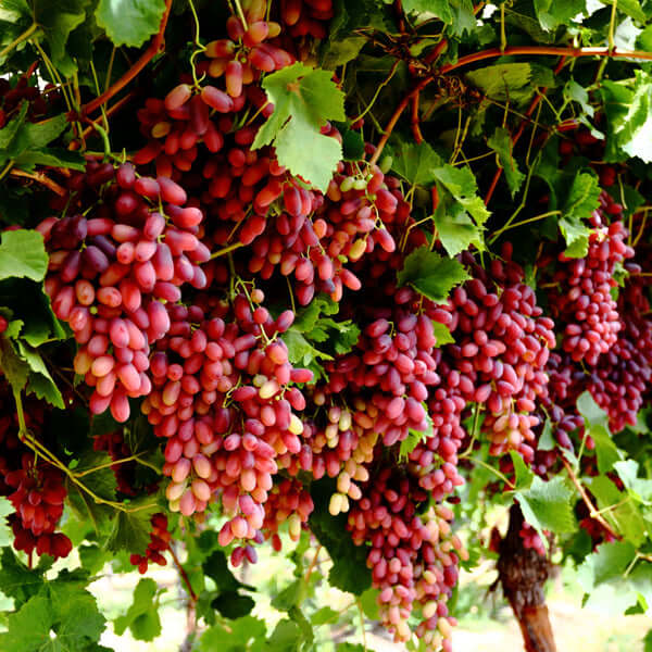 Grape tree - Crimson Red Seedless