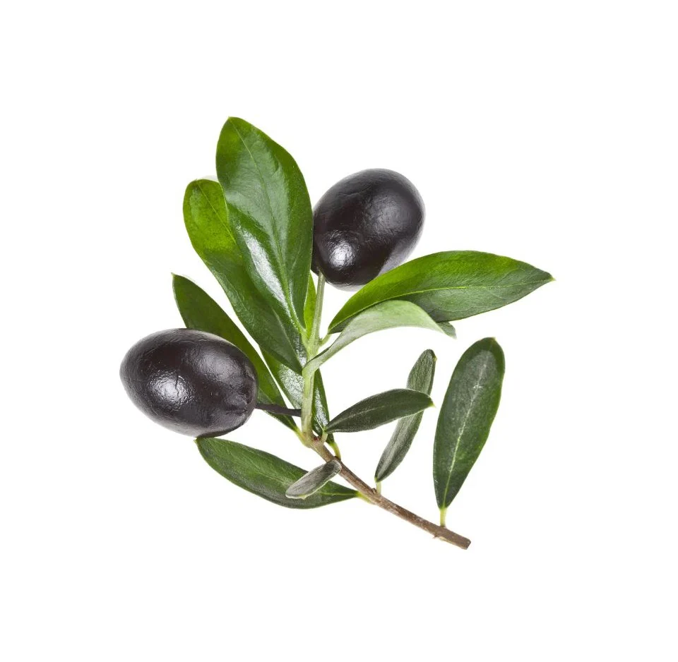 Olive Tree - Mission