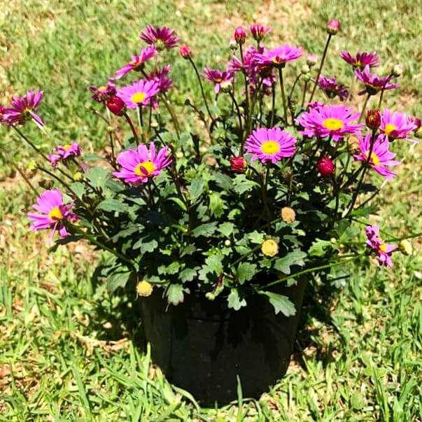 Argyranthemum 14cm Pot - Daisy