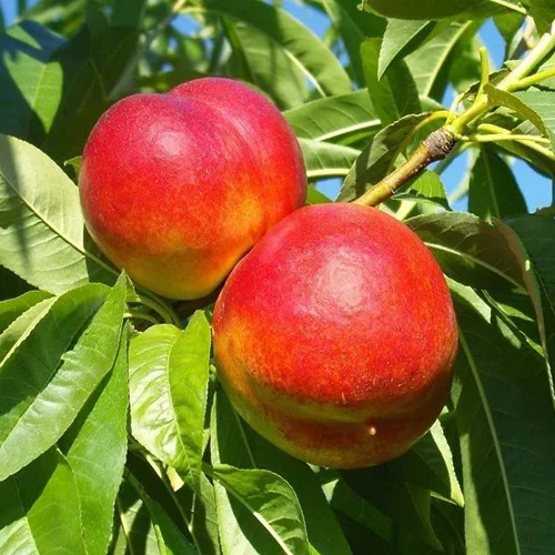 Nectarine Tree - Alpine