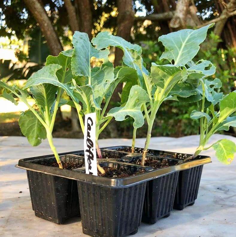 Cauliflower 6 pack