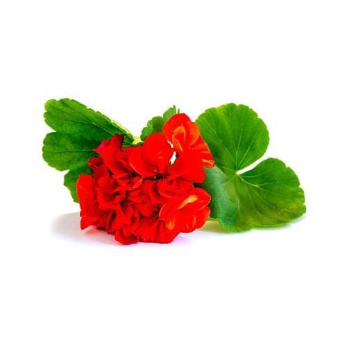 Geranium 15cm Pot - Malva