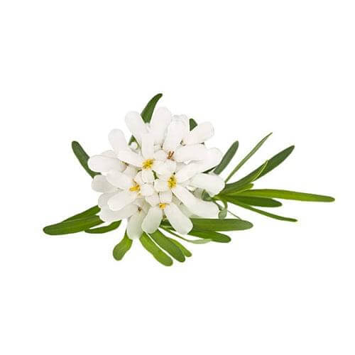 Alyssum 6 pack - White