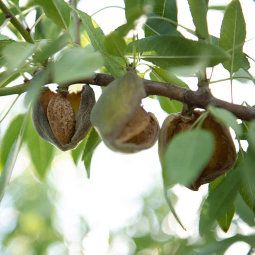 Almond Nut Tree - Peerless