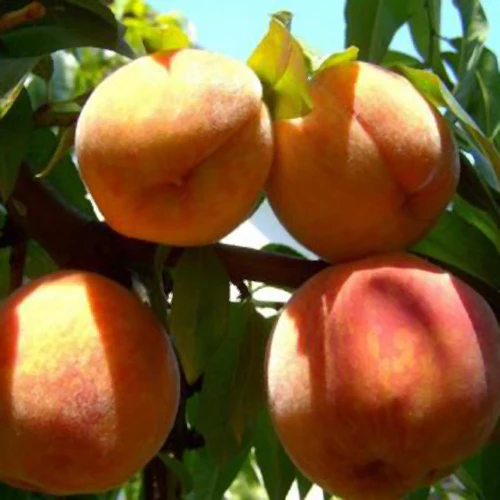 Peach Tree - Sandvliet Cling