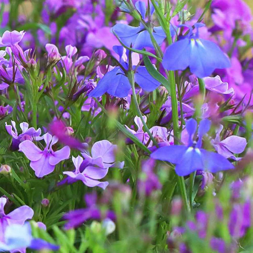 Lobelia 6 pack - Mix