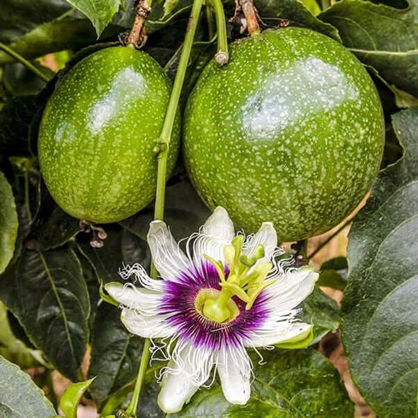 Granadilla Tree - Passion Fruit