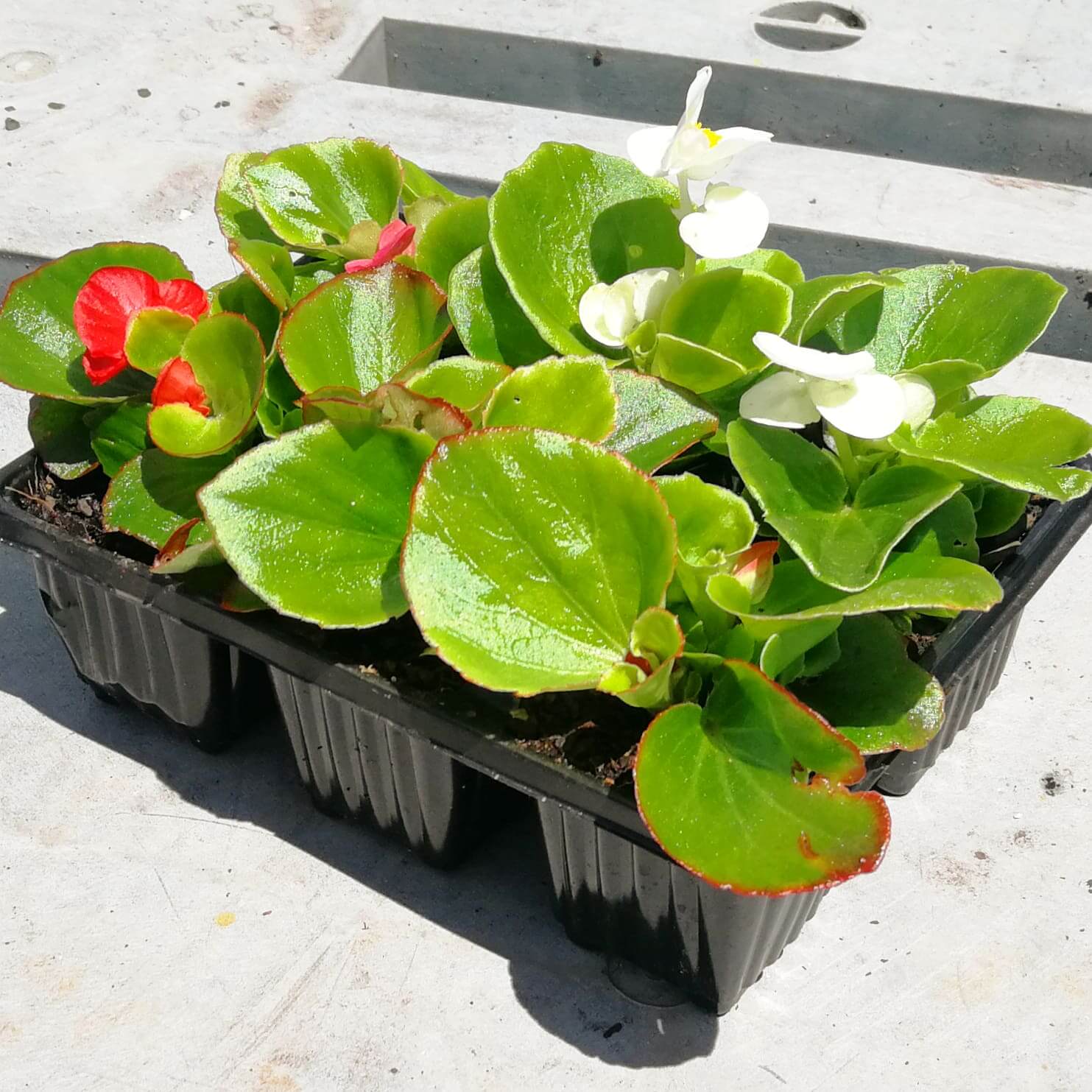 Begonias 6 pack