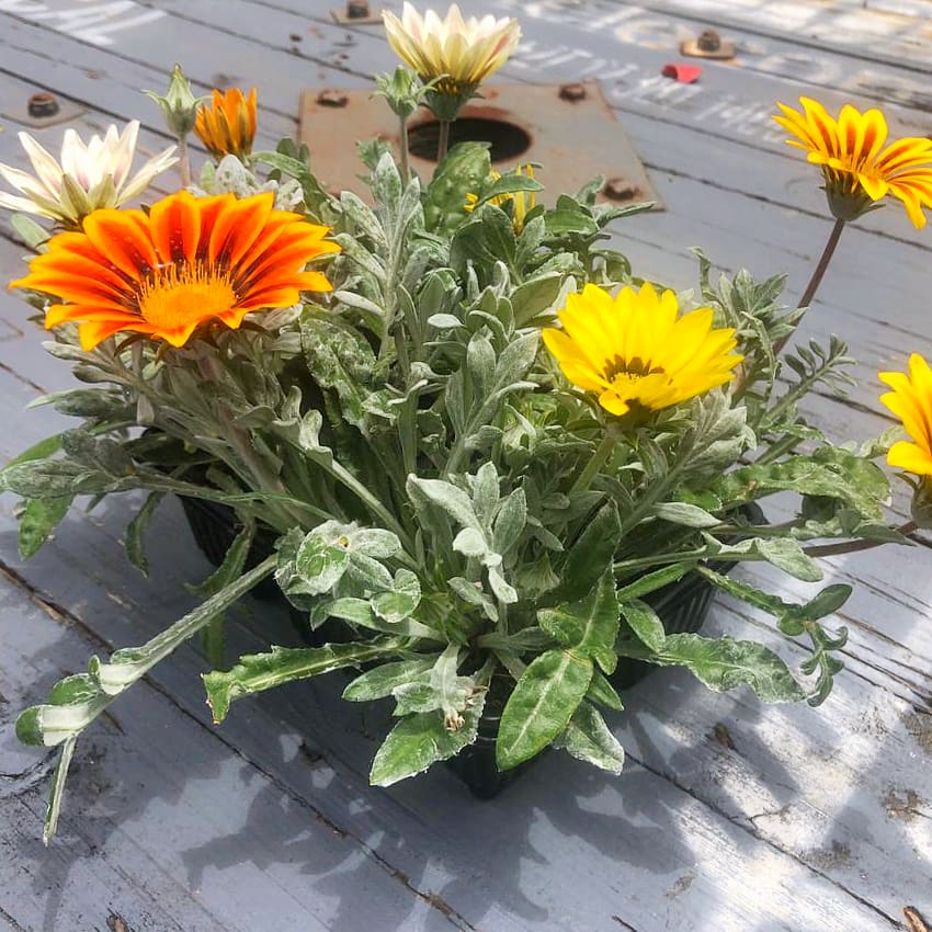 Gazania 6 pack - Mix
