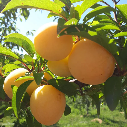 Plum Tree - Songold Yellow
