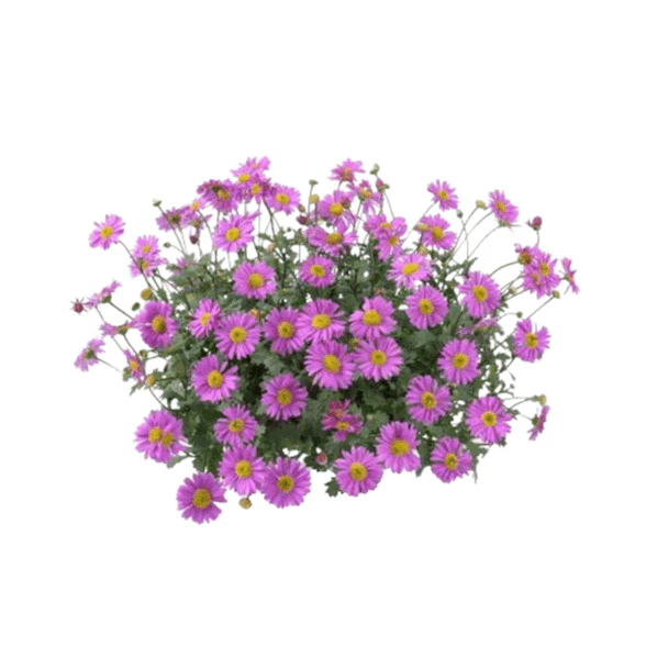 Brachyscome 15cm Pot - Mini Daisy