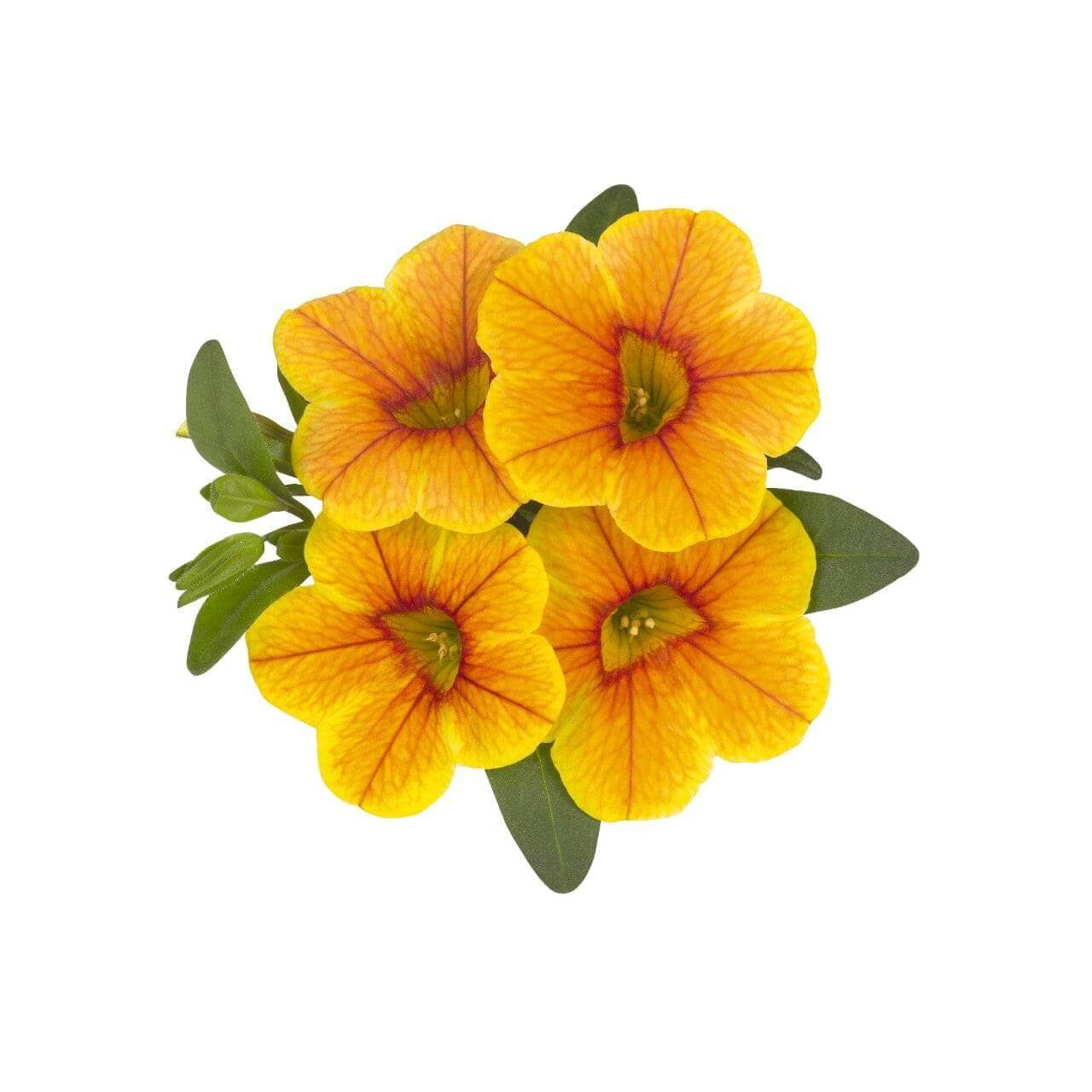 Calibrachoa 15cm Pot - Million Bells