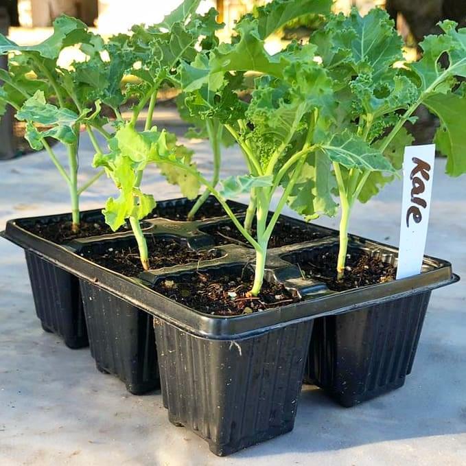 Kale 6 pack