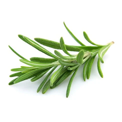 Rosemary 15cm Pot (Herb)