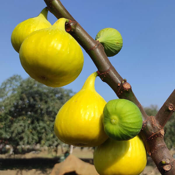 Fig Tree - Deanna
