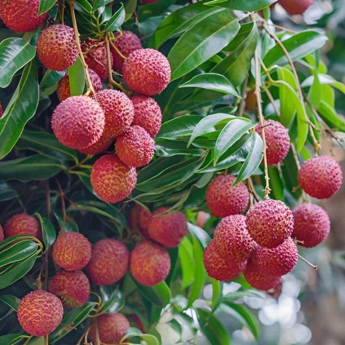 Litchi / Lychee Tree - Mauritius