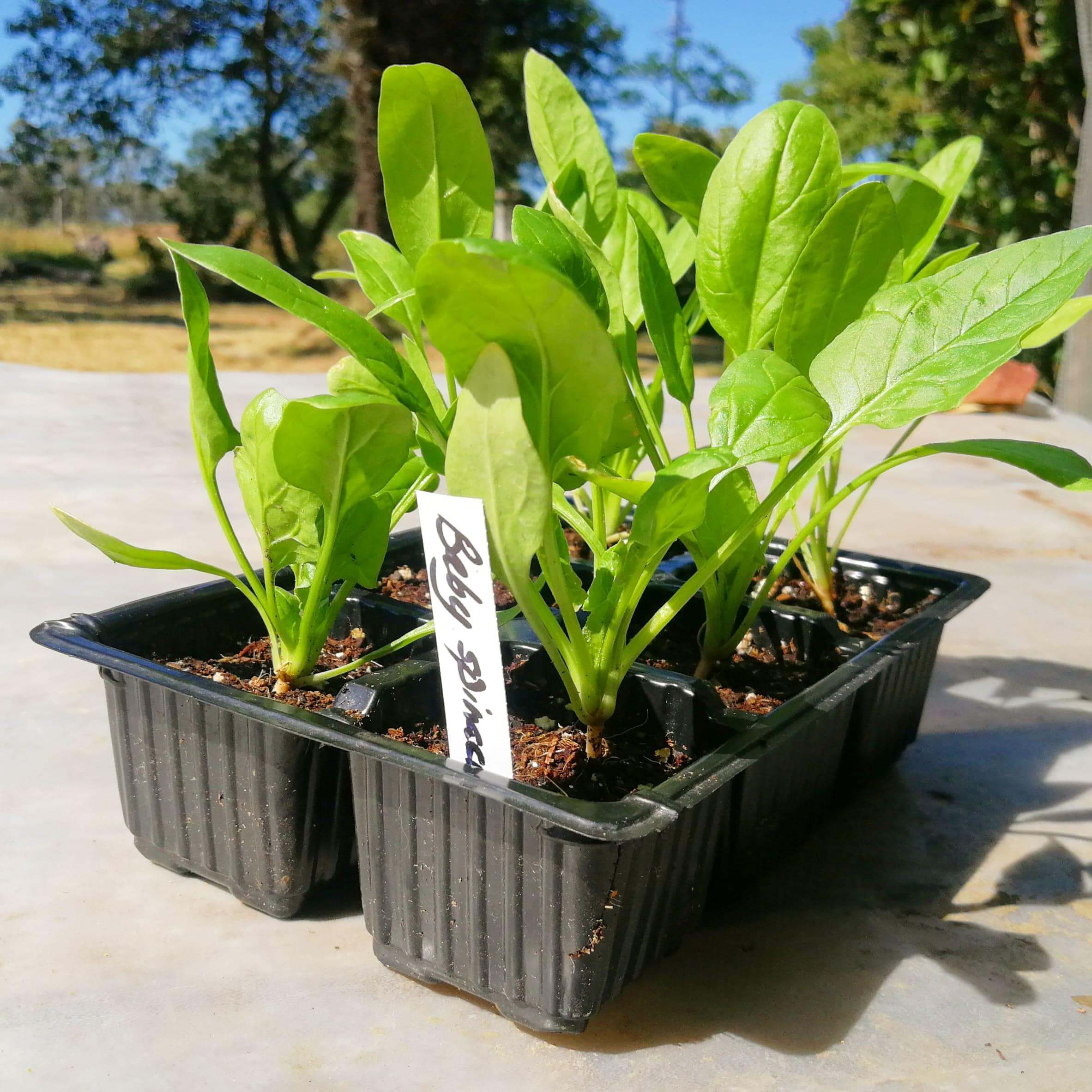 Baby Spinach 6 pack