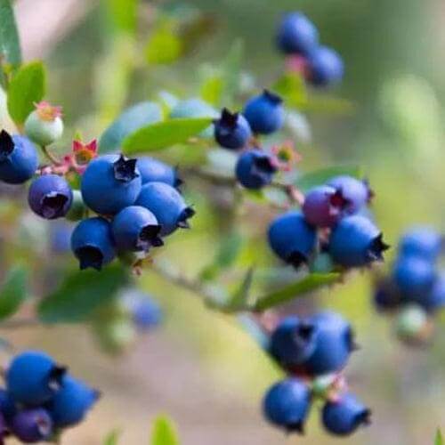 Blueberry Tree - Star