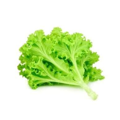 Lettuce 6 pack - Green Oak