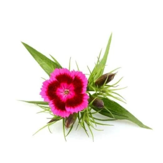 Dianthus 6 pack - Mix
