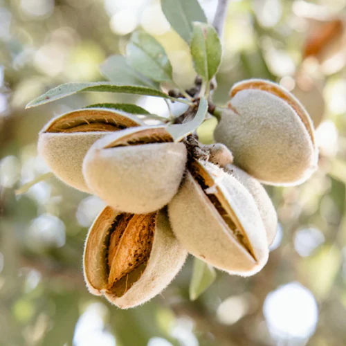 Almond Nut Tree - Texas Mission