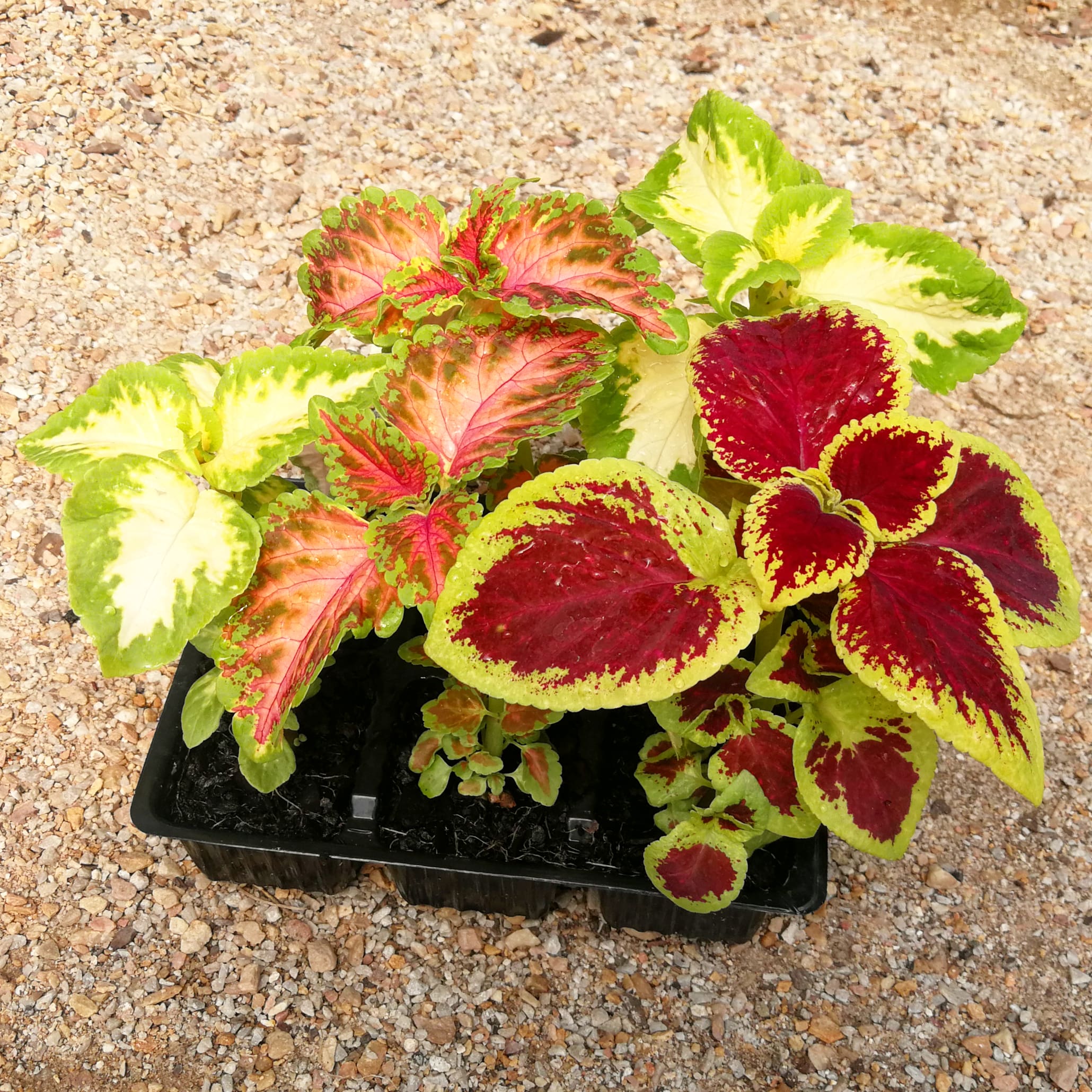 Coleus 6 pack - Mix