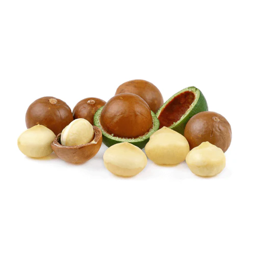 Macadamia Nut Tree - A4