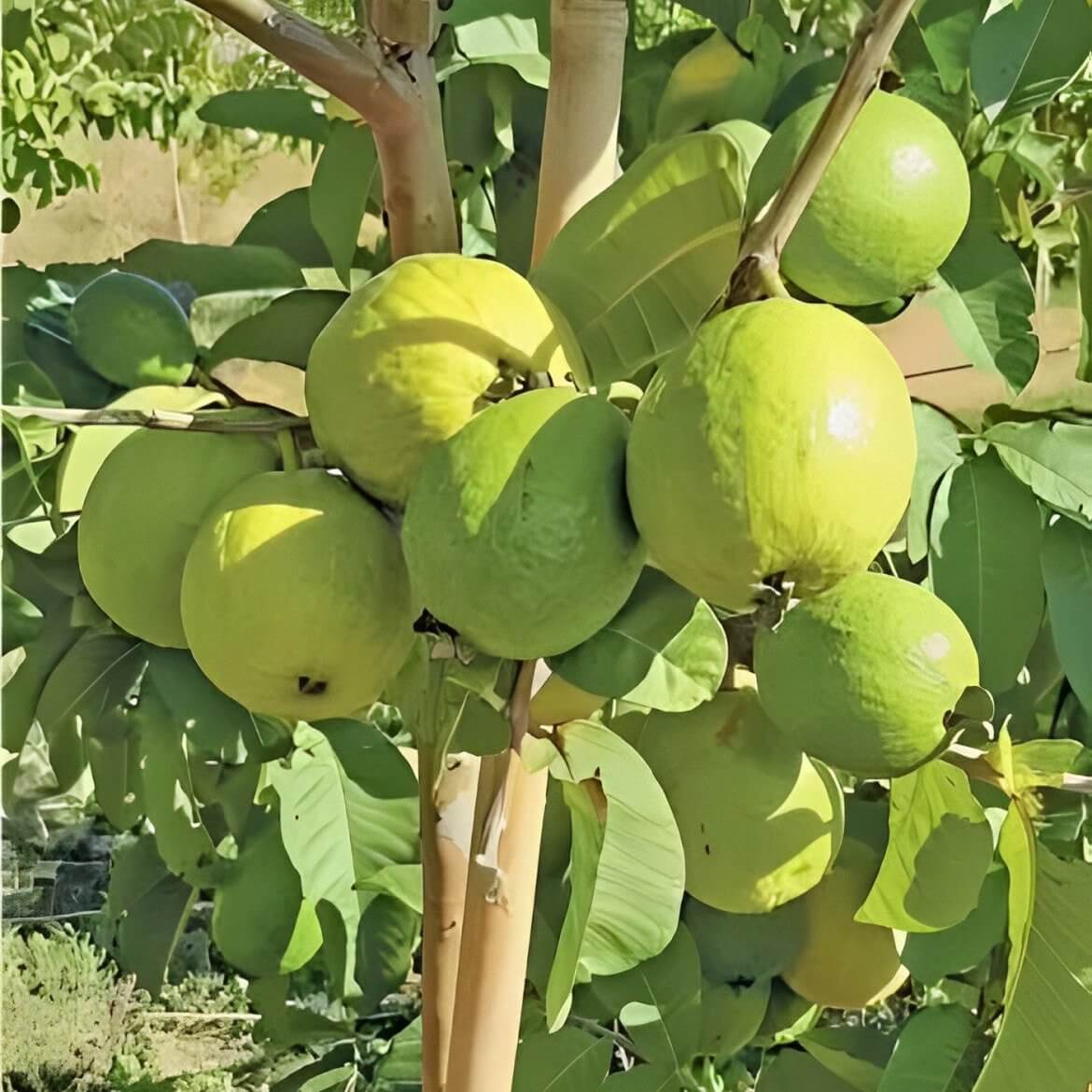 Guava Tree - Fan Retief