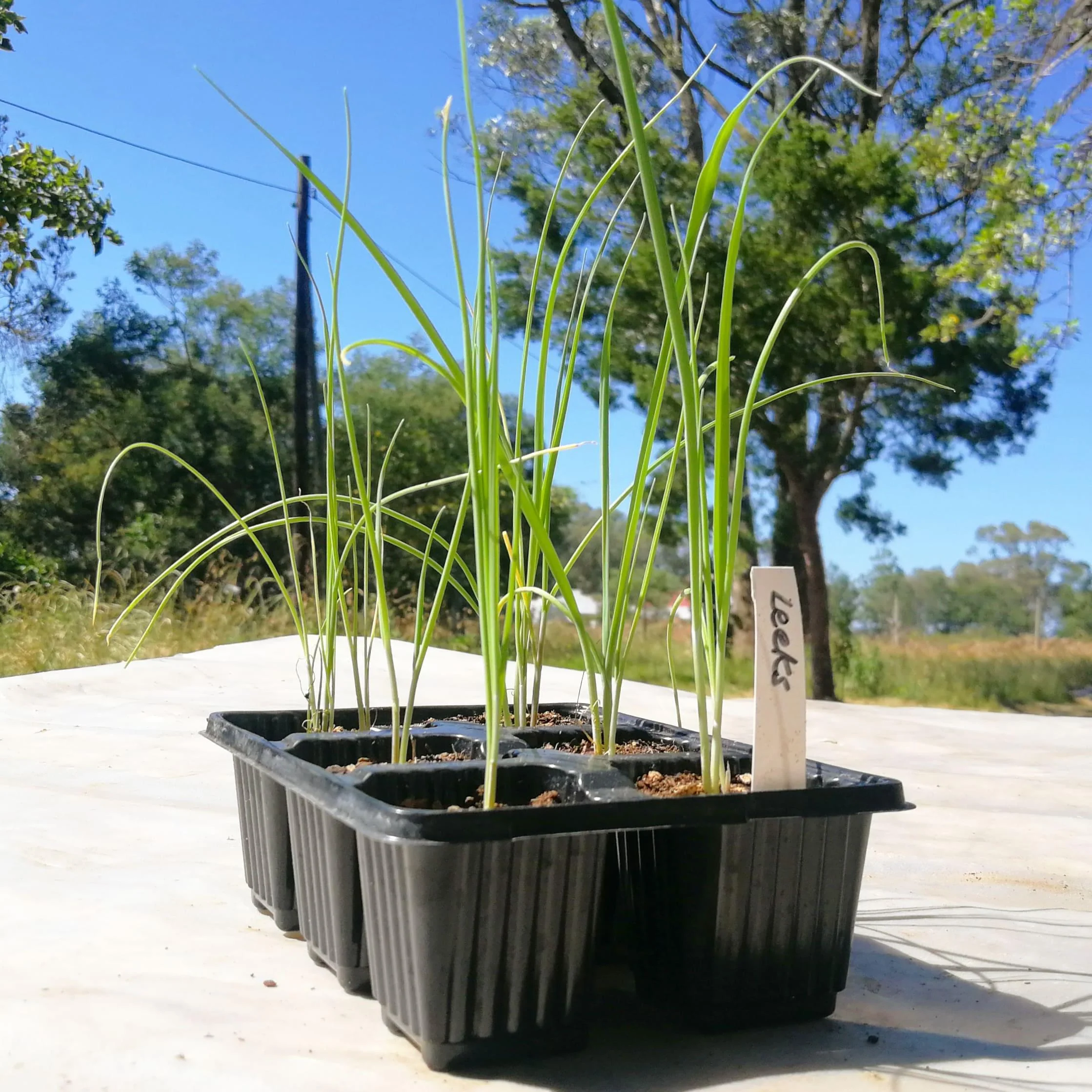 Leeks 6 pack