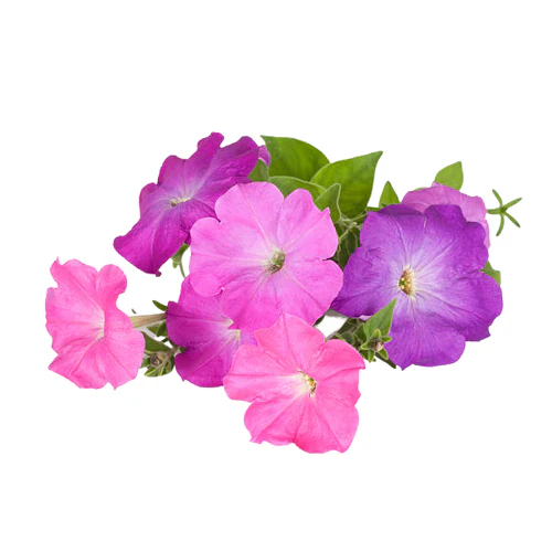Petunias 6 pack - Mix