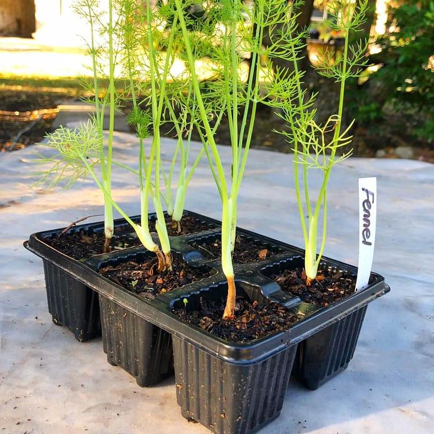 Fennel 6 pack