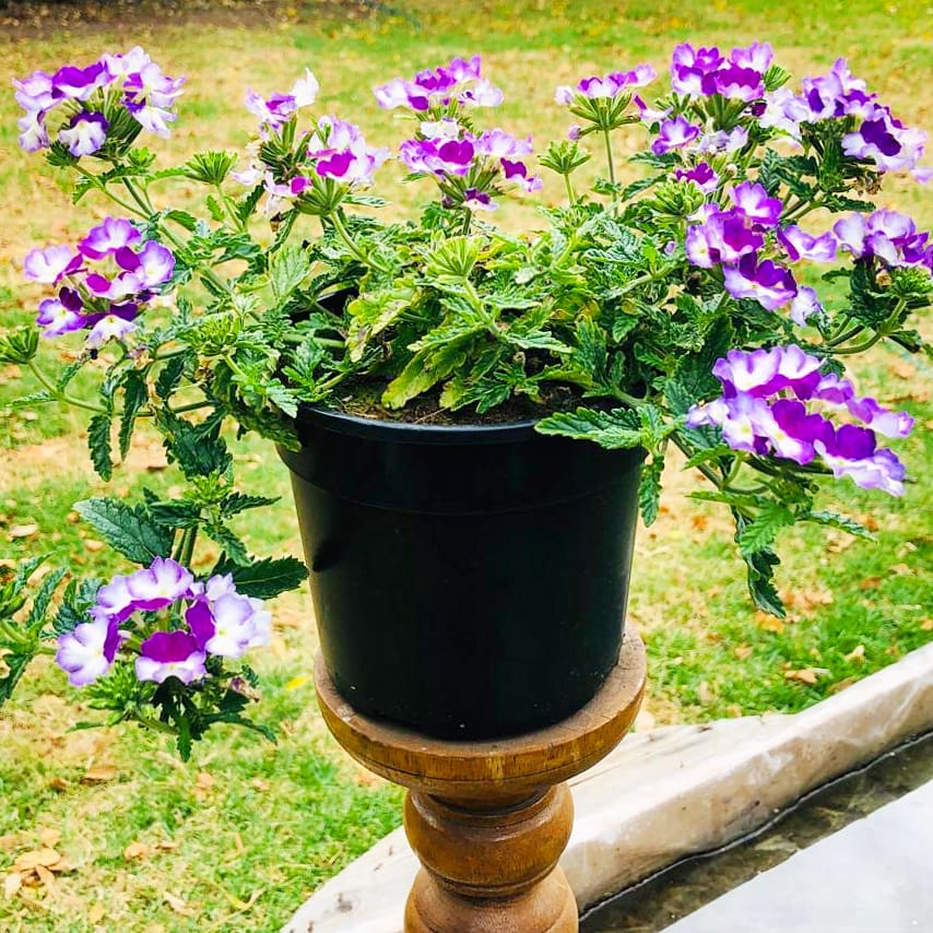 Verbena 15cm Pot