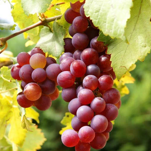 Grape Tree - Flame Red Seedless