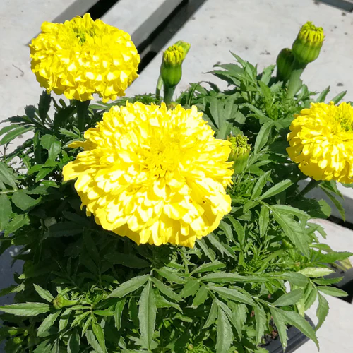 Marigold 6 pack - Pom Pom