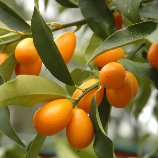 Kumquat Tree