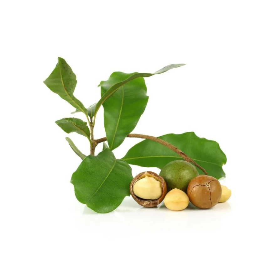 Macadamia Nut Tree - Beaumont