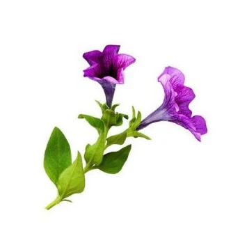 Petunia 15cm Pot