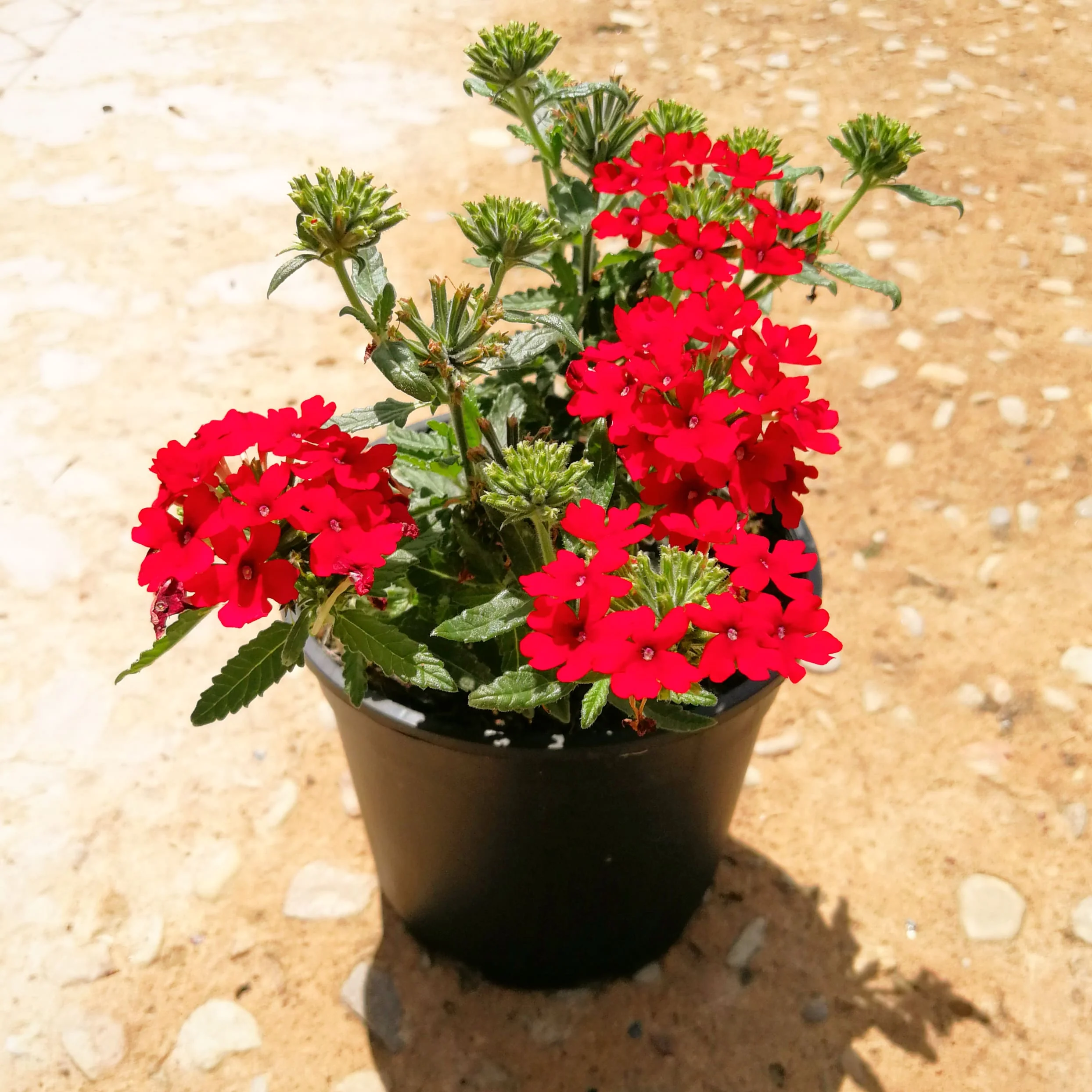 Verbena 15cm Pot