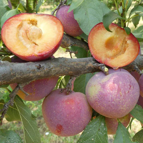 Plumcot Tree - Flavour King