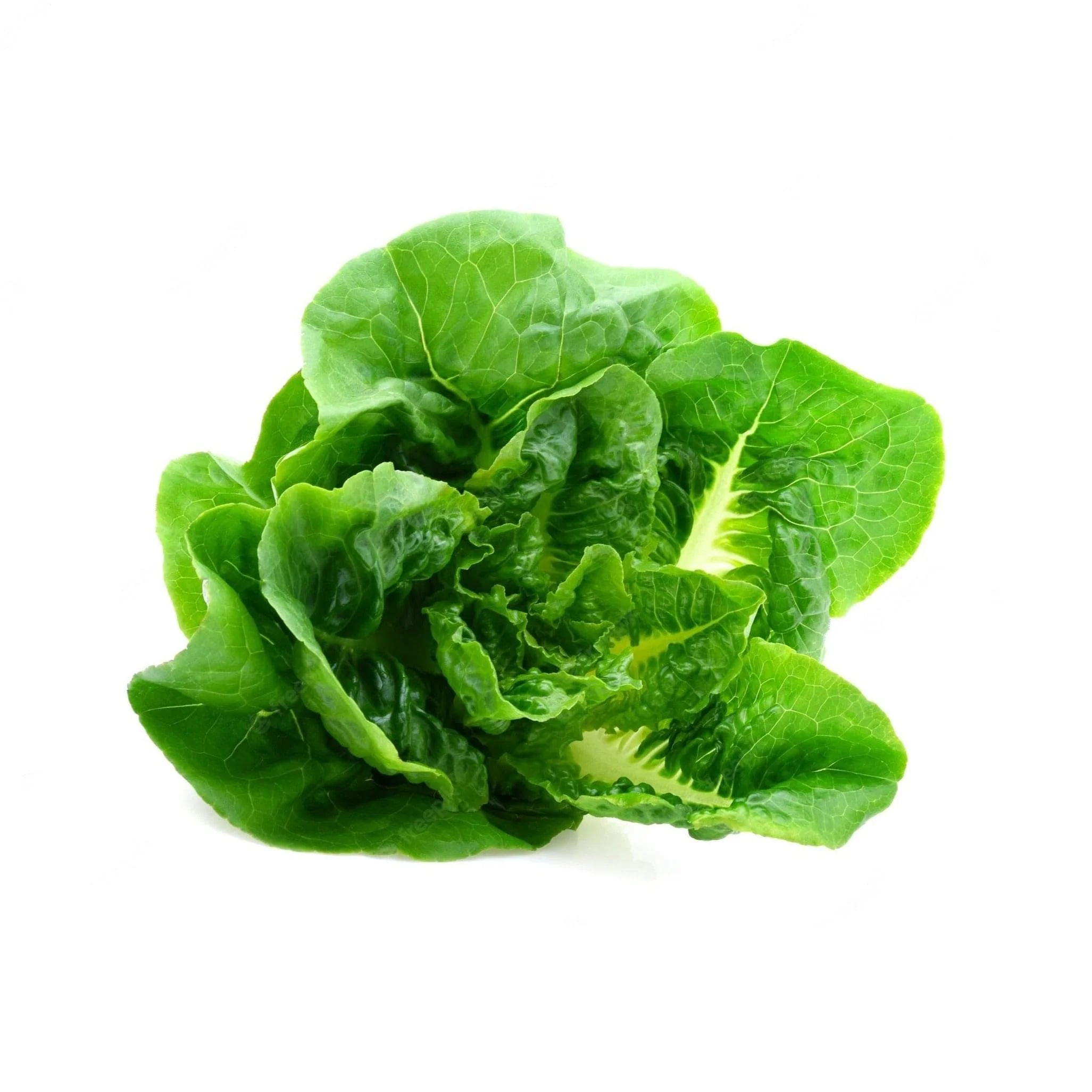 Lettuce 6 pack - Green Butter