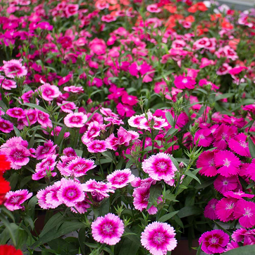 Dianthus 6 pack - Mix