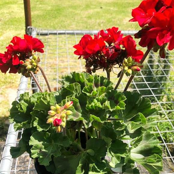 Geranium 15cm Pot - Malva