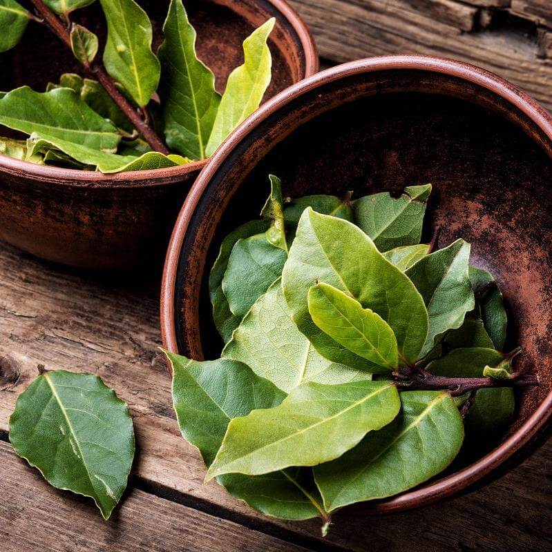 Bay Leaf Tree - Laurus Nobilis