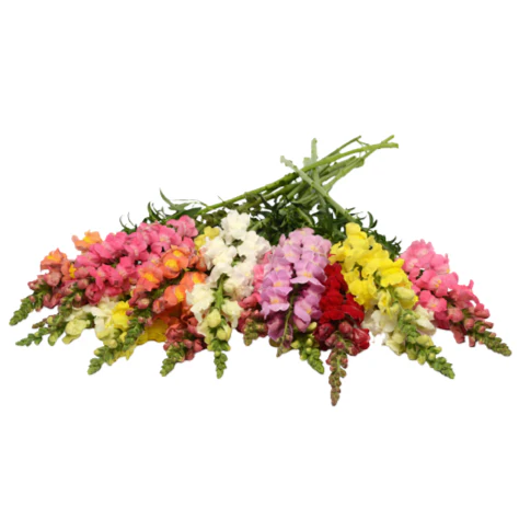Snapdragon 6 pack - Mix