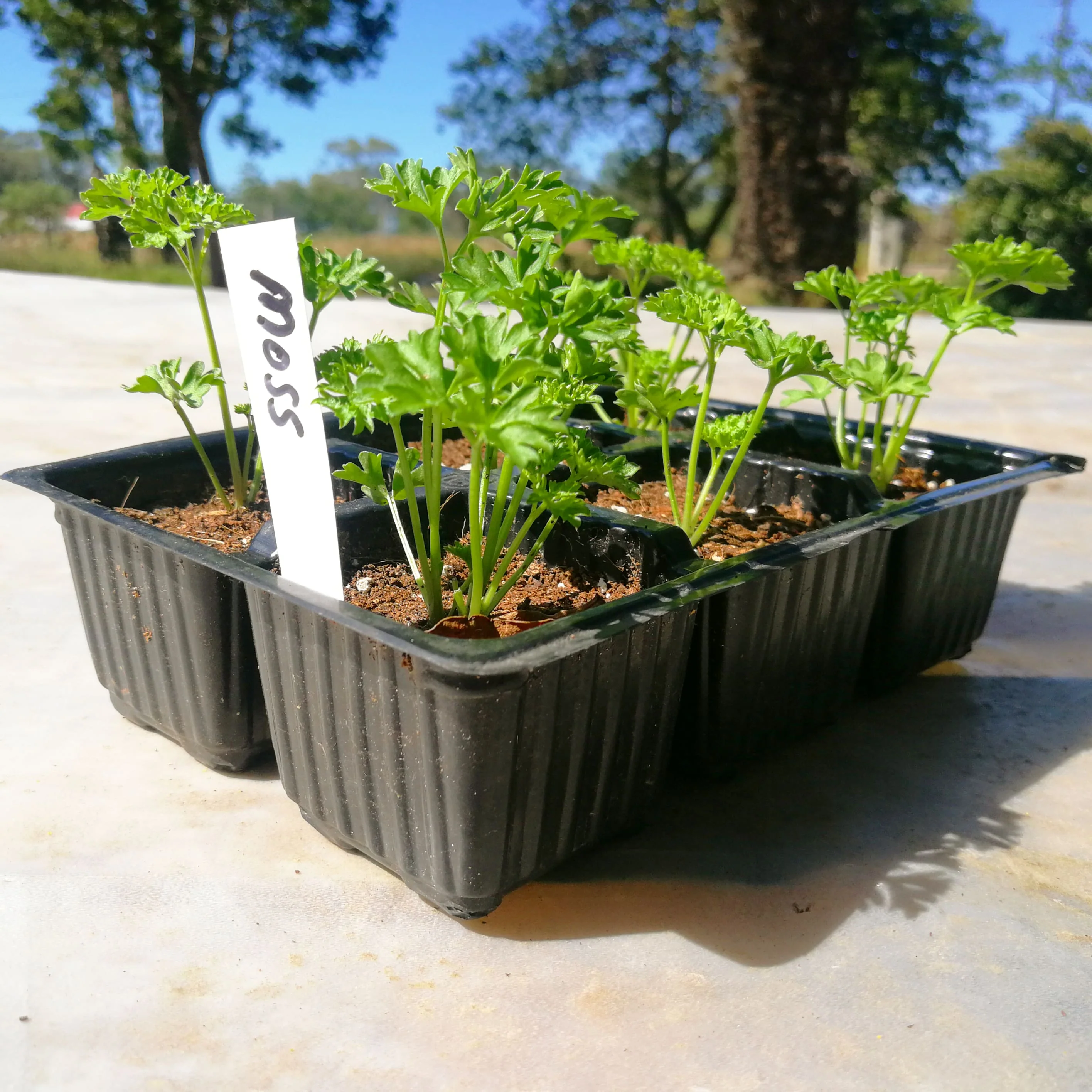 Parsley 6 pack - Moss