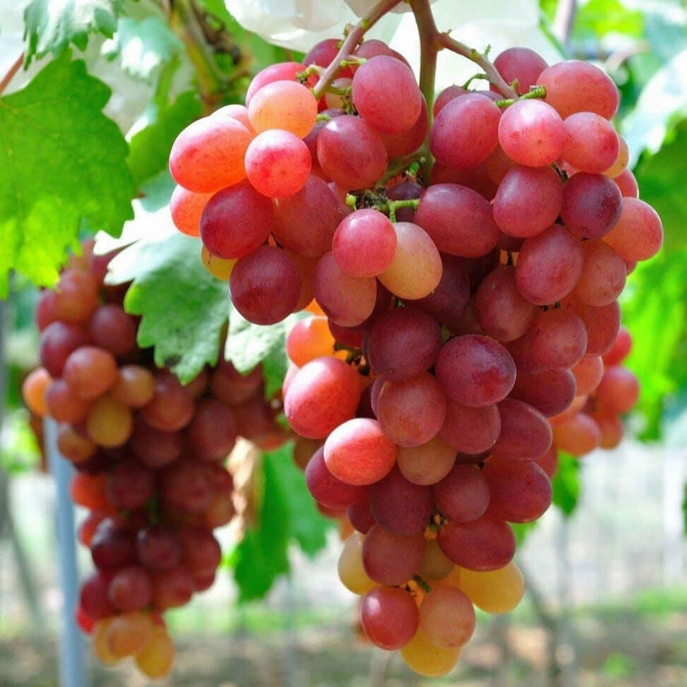 Grape Tree - Red Globe