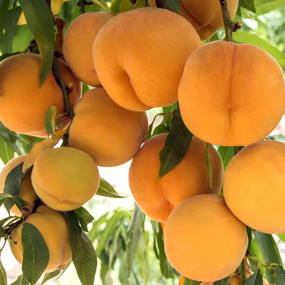 Peach Tree - Oom Sarel