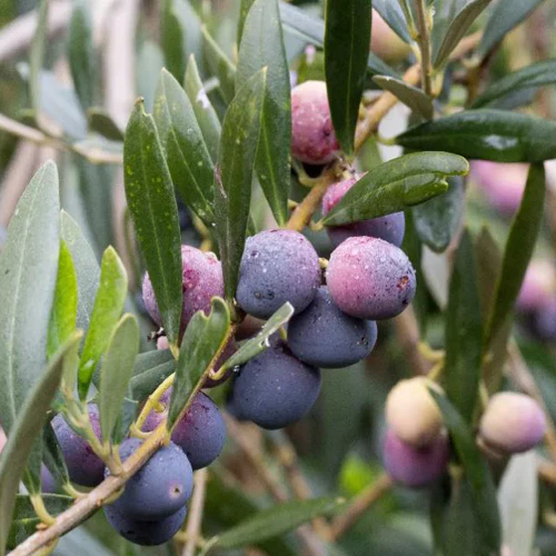 Olive Tree - Arbequina