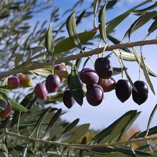 Olive Tree - Mission