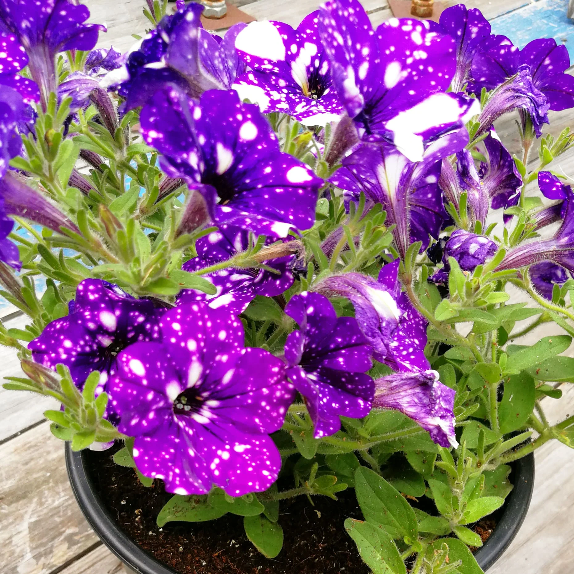 Petunia 15cm Pot